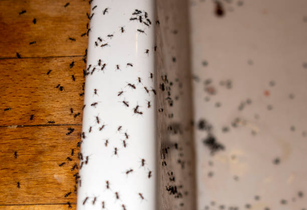Best Rat Extermination Near Me  in Flence, OR